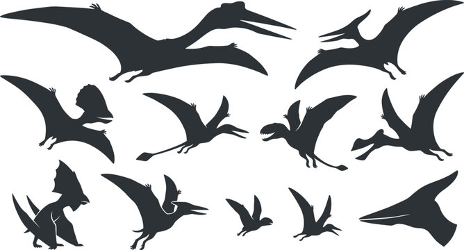 Pterosaur Dinosaur Silhouette Collection Featuring Flying Prehistoric Reptiles Pterodactyl Pteranodon and Jurassic Fossil Creatures Black Vector Illustration Set