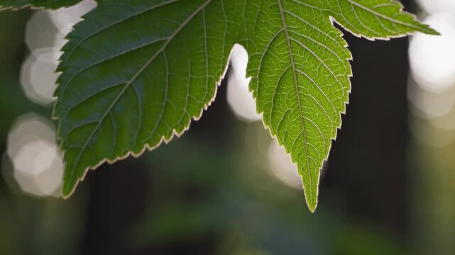 Green leaves with intricate veins and edges illuminated by soft sunlight, showcasing a natural setting with blurred background bokeh effects in a forest environment