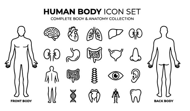 Human body anatomy icon set with 25 organ outline symbols vector