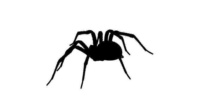 Silhouette of a spider against a white background