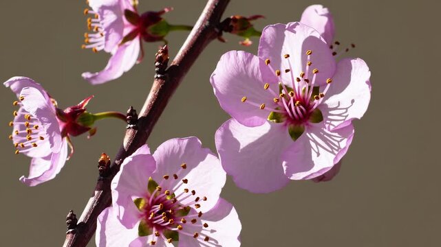 Pink cherry blossom flowers bloom on a branch with delicate petals and yellow stamens against a soft, neutral background highlighting their beauty and intricate details