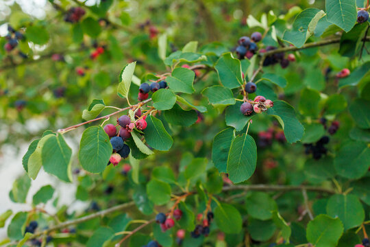 Branch of serviceberry with ripe berries and leaves