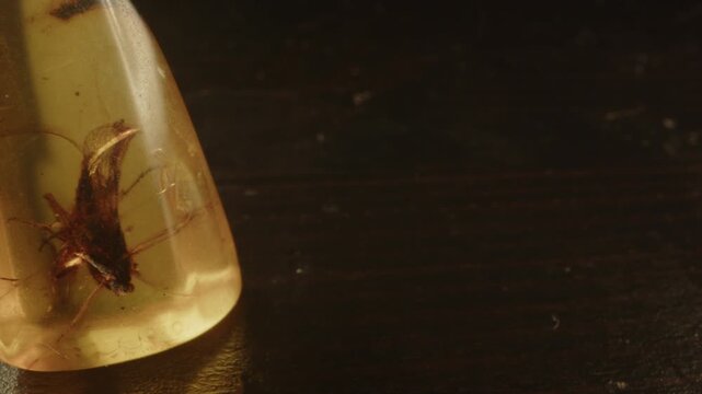 Stunning macro dolly of a stone of Burmite Amber with an insect embedded into the orange gemstone