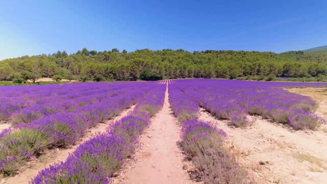 Wide lavender field in Provence with purple rows and a dirt path leading toward trees under a clear blue sky on a sunny day. Walking forward.