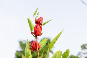 Fototapeta premium Fresh Red Roselle Calyces Hibiscus Sabdariffa Plant in the Garden growing on a stem with green leaves, set against a bright sky and blurry green trees in the background.