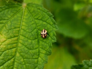 Naklejka premium Macro shot of a lady beetle pupa attached to a vibrant green leaf, showcasing the metamorphosis stage of a ladybug in nature.
