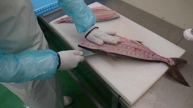 Worker slices fish fillet lengthwise with fish tail resting on cutting board