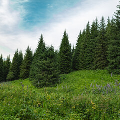 Fototapeta premium Landscape Kazachstan, mountain, trees, green, clubs, peak, flora, 