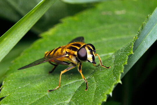 Hoverfly Helophilus pendulus on green leaf &mdash; detailed macro shot with vivid stripes.