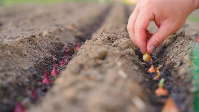 Hand planting onion sets into garden bed soil close-up