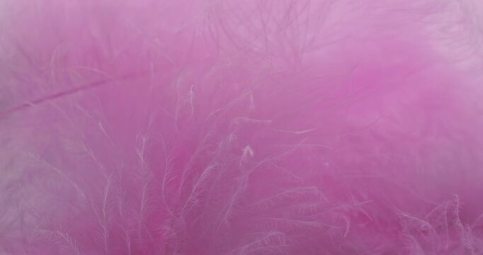 Soft pink feathers close-up. Delicate fluffy pink feather texture with gentle dreamy bokeh.