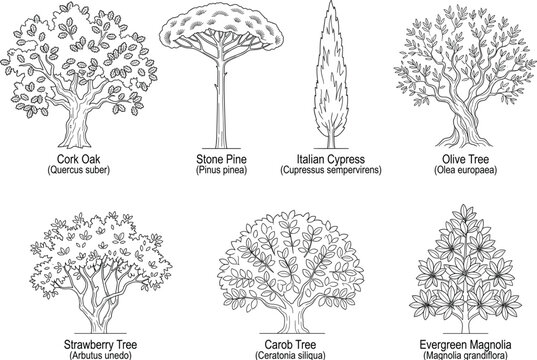 Collection of Mediterranean trees with botanical names line art outline vector illustration set for landscape design