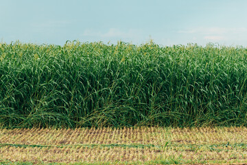 Tall sorghum plants growing in a cultivated field on a cloudy summer day. Grain farming, rural landscape and agricultural productivity theme. © Bits and Splits