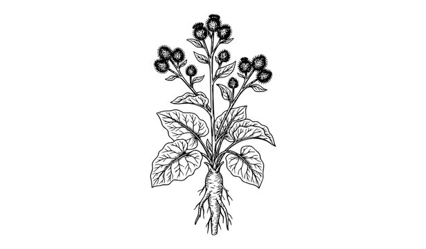 Hand Drawn Burdock Medicinal Herb Monochrome Vector Illustration Isolated on White