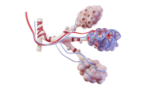 Illustration of the alveoli