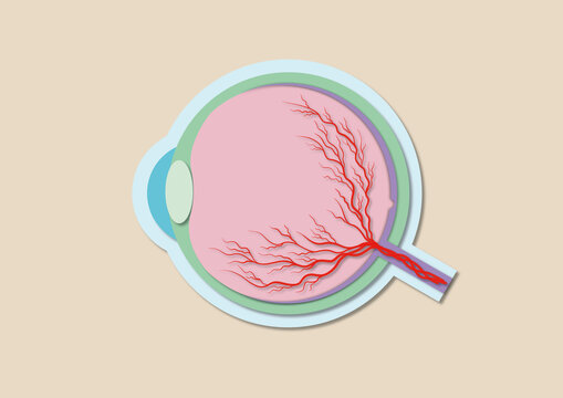 Eyeball cross section, illustration