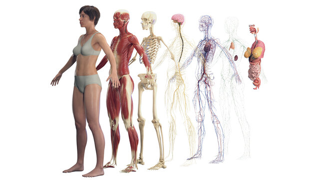 Illustration of the different organ systems of a woman
