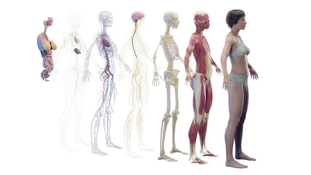 Illustration of the different organ systems of a woman