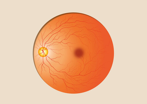 Eyeball, illustration
