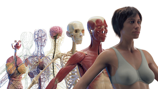 Illustration of the different organ systems of a woman
