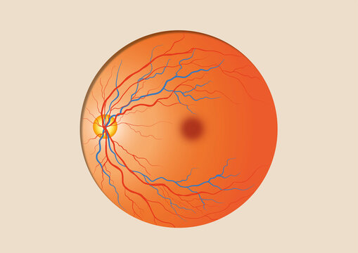 Eyeball, illustration
