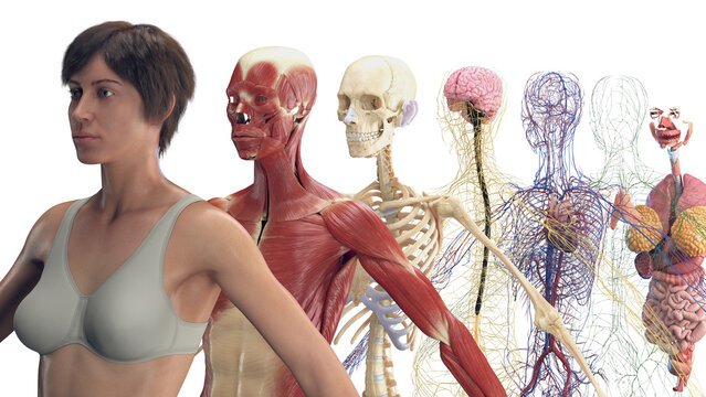 Illustration of the different organ systems of a woman