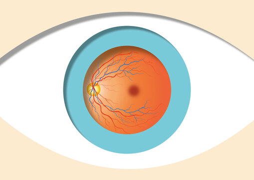 Eyeball in eye, illustration