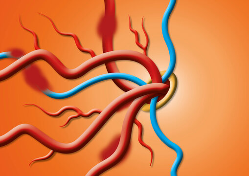 Blood vessels, illustration