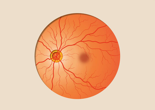 Eyeball, illustration