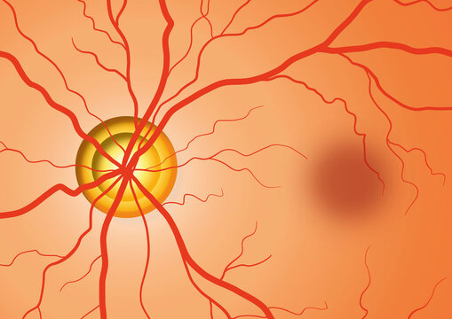 Eye blood vessels, illustration