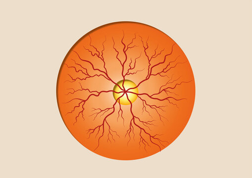 Eye blood vessels, illustration