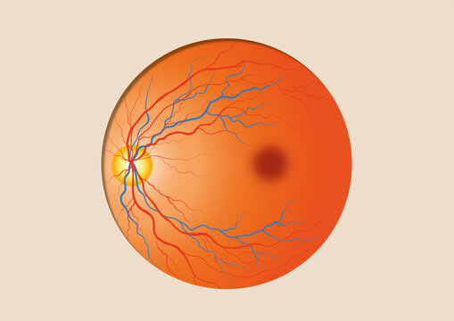 Eyeball, illustration
