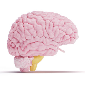 Illustration of a human brain