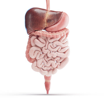 Illustration of the human digestive system