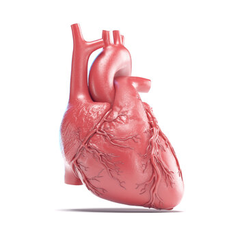 Illustration of a human heart