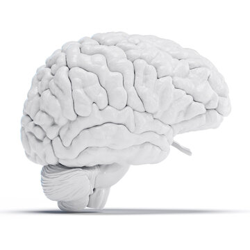 Illustration of a human brain