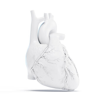 Illustration of a human heart