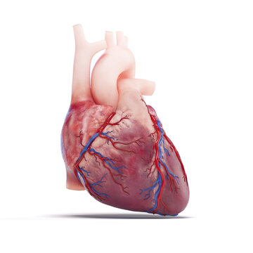 Illustration of a human heart