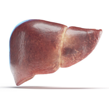 Illustration of a human liver