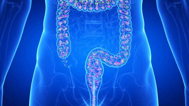 Illustration of the intestinal microbiota