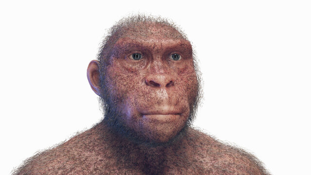Illustration of a Australopithecus afarensis female