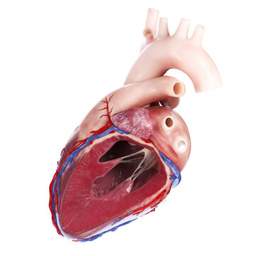 Illustration of the cross-section of a heart