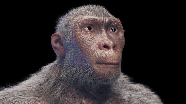 Illustration of a Australopithecus afarensis male