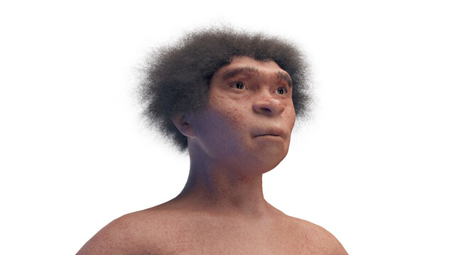 Illustration of a female Homo erectus