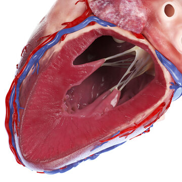 Illustration of the cross-section of a heart