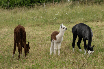 Fototapeta premium alpaka tier natur lama familie
