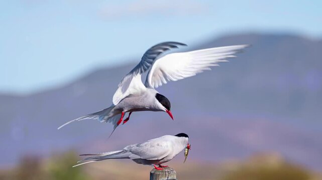Arctic tern pair perched on wooden post with wings spread, mountain backdrop, Iceland