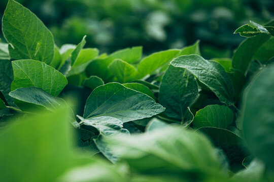 Lush green soybean field leaves close-up