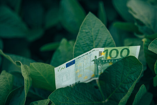 Euro banknote among soybean plants symbolizing agricultural profit, crop value and farm investment. Agribusiness, finance and food production concept.