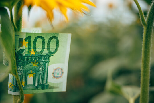 Sunflower with a hundred euros banknote tucked into its stem evokes themes of money growing, sustainable agriculture, investment, green economy and rural prosperity,